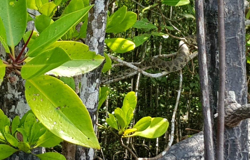 Snake twined around a tree in Kilim geoforest park in Langkawi as part of a tour through the mangroves - my top Langkawi tour with kids