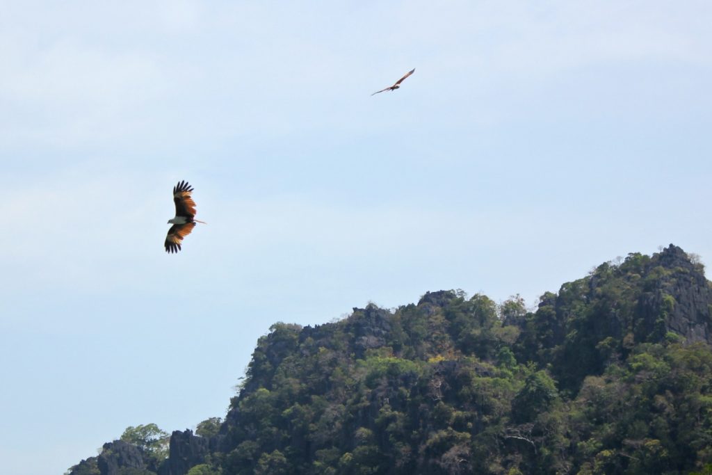 Eagles flying above the water in Langkawi as part of a tour through the mangroves - my top Langkawi tour with kids