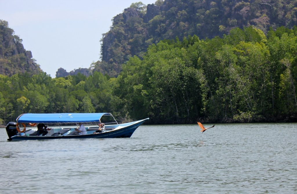 An eagle swoops down to the waters of Kilim geoforest park in Langkawi as part of a tour through the mangroves - my top Langkawi tour with kids