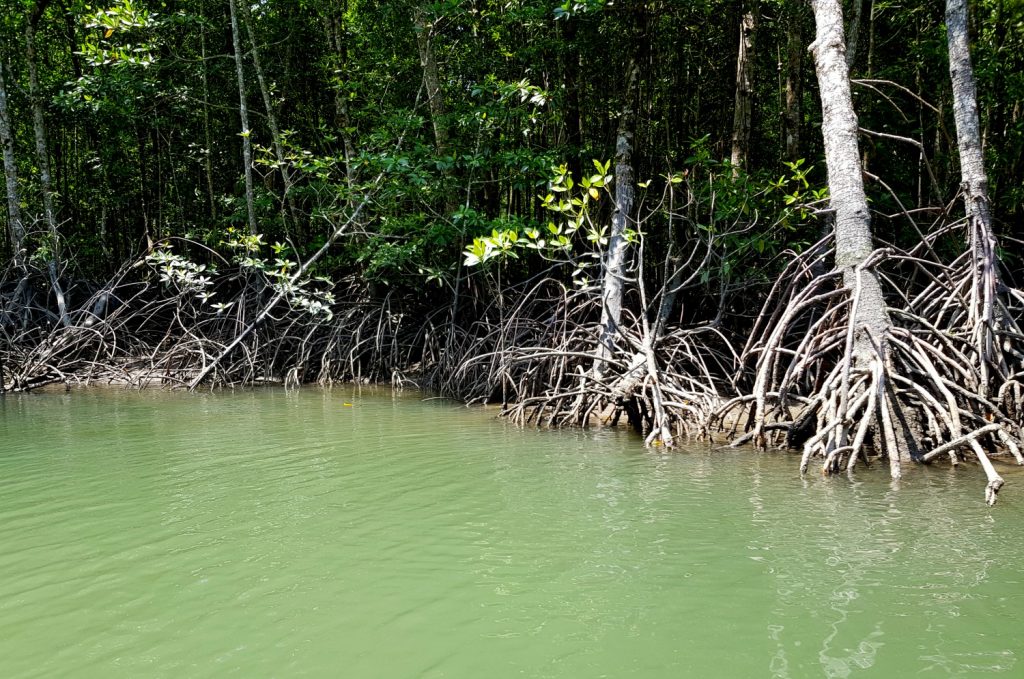 Pale mangrove roots stretching into the water - my top Langkawi tour with kids