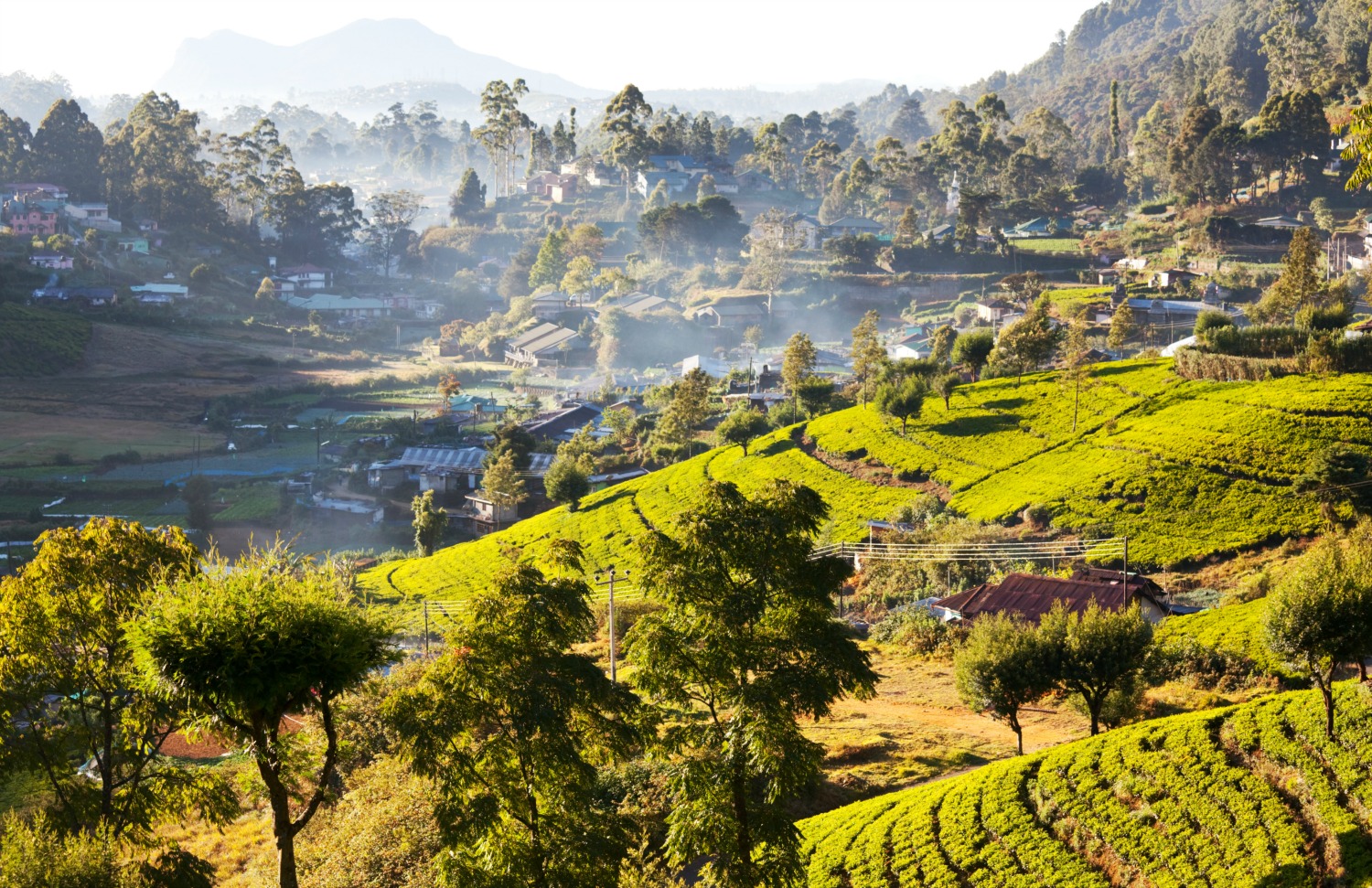 A view of the tea plantations and hill country of Sri Lanka - a visit around Nuwara Eliya is one of my top four things to do in Sri Lanka with kids