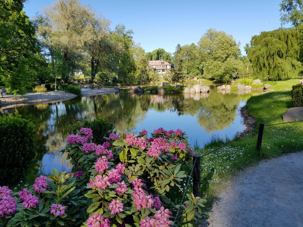 Pink flowers with a lake behind reflecting the plants of the Japanese garden at Kadriorg - the open green space is one of the many reasons to visit Tallinn, Estonia