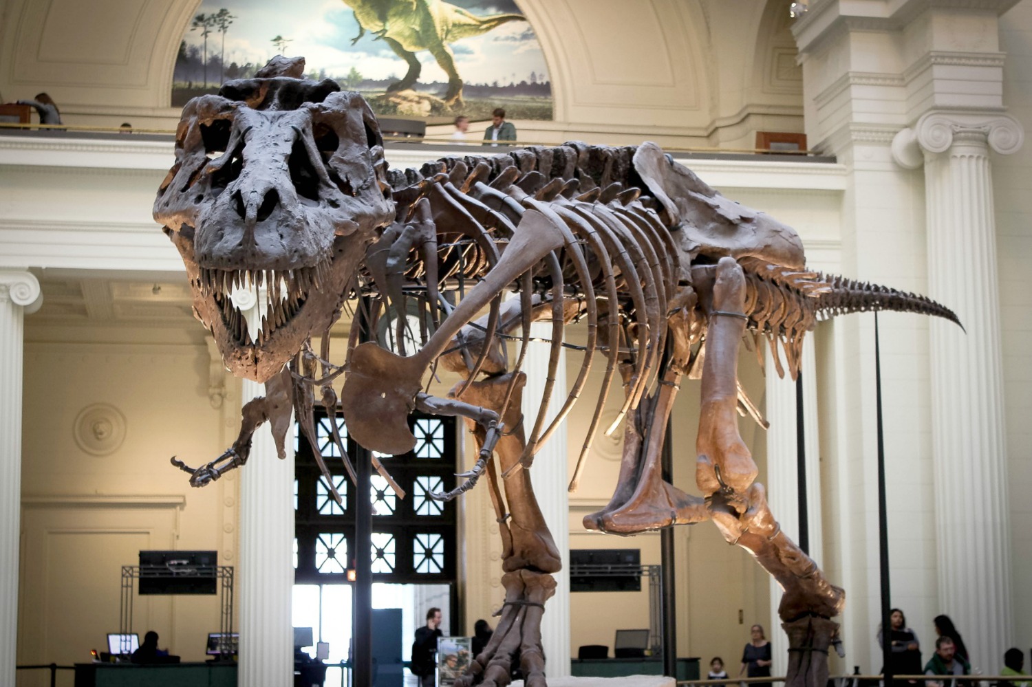 T-Rex skeleton at Chicago's Field Museum - 7 Route 66 family attractions to discover on your US family road trip
