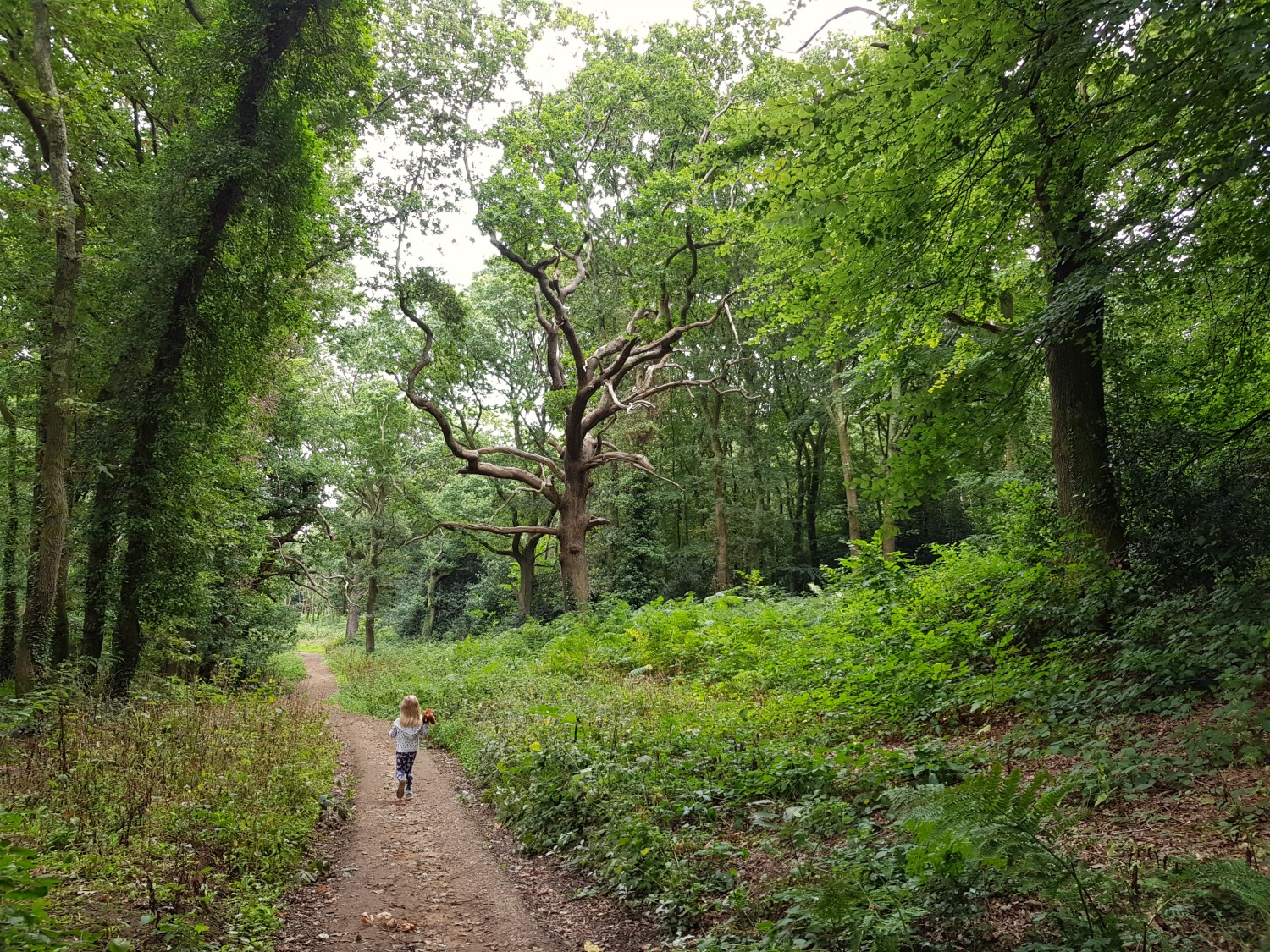 My daughter under the huge trees of Borthwood Copse - an Isle of Wight bear hunt, exploring the island in the footsteps of the famous children's book