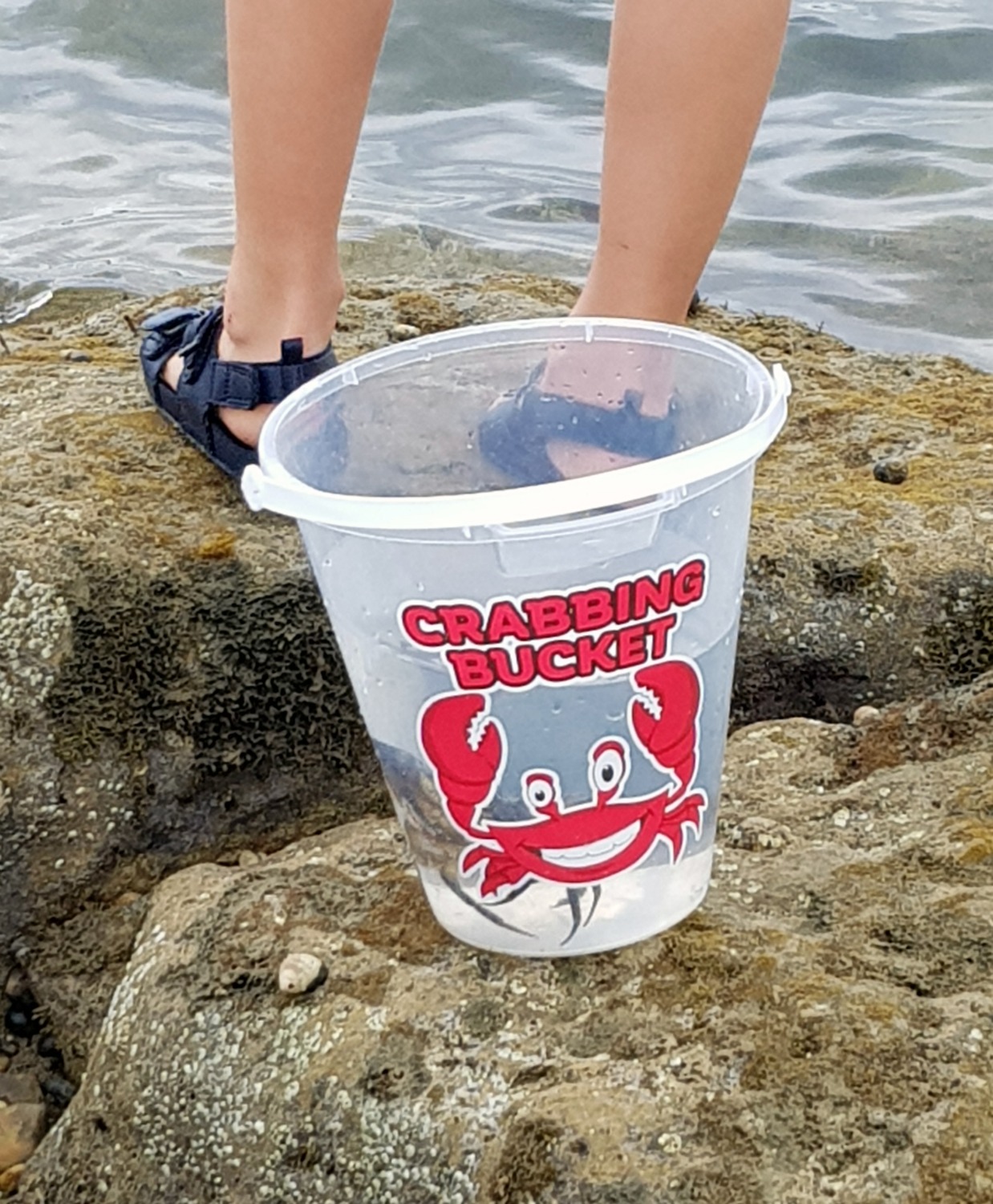 Two big black crabs in a clear bucket by the rock pools of Priory Bay - an Isle of Wight bear hunt, exploring the island in the footsteps of the famous children's book