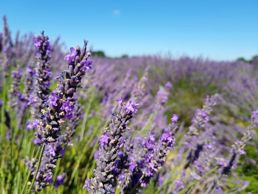 Close-up of lavender blooms in a field in Surrey