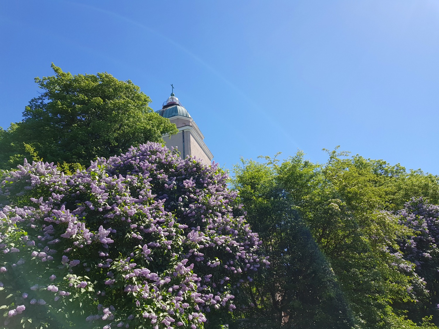 A view of flowers in bloom and the rooftop of a building against blue sky on the island fortress of Suomenlinna in Helsinki - my tips on visiting Suomenlinna with kids