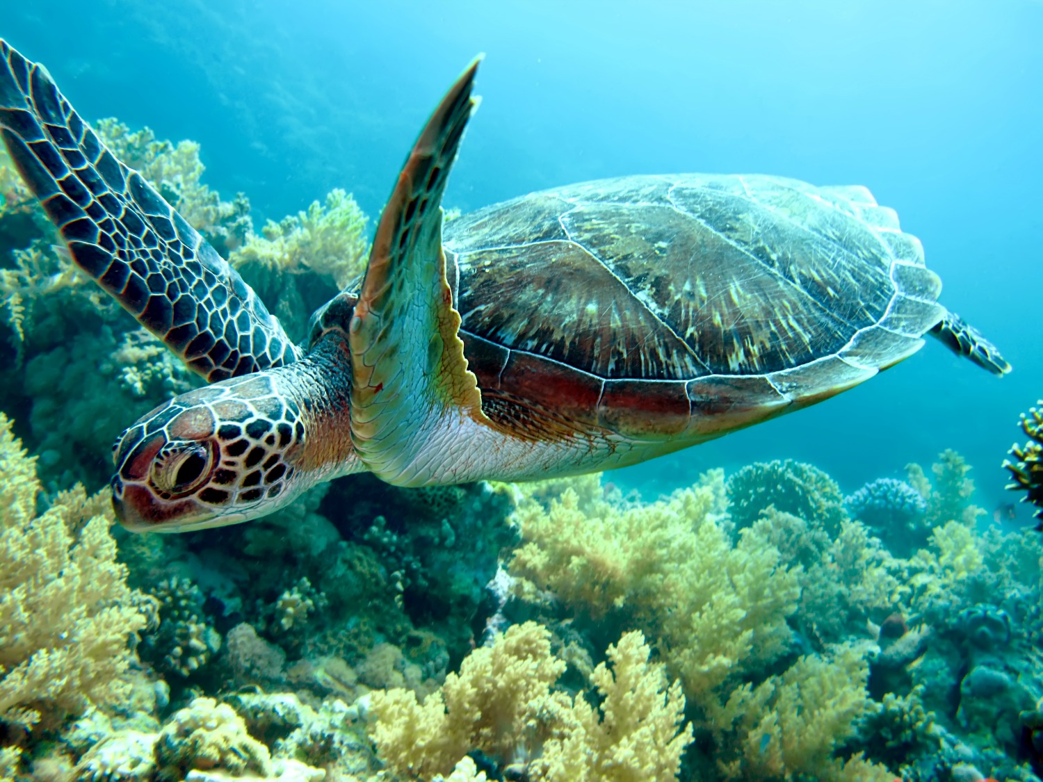 Green sea turtle swims through tuquoise sea - planning a dream Hawaii trip with kids