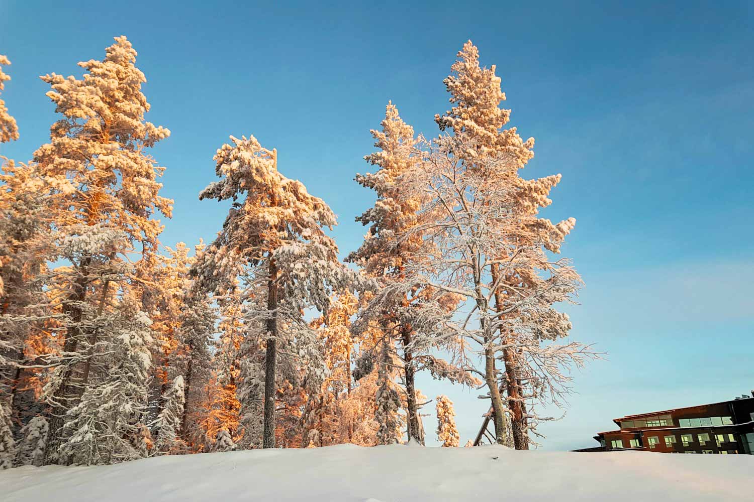 A view across the snow to the rooftop of Hotel Levi Panorama, Lapland with pink tinged snow covered trees to the side - my review of Hotel Levi Panorama, Lapland