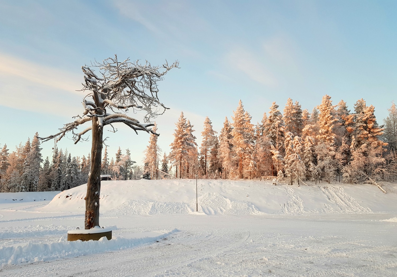 Snow covered tree standing alone with more snowy trees in the background near hotel Levi Panorama - my review of Hotel Levi Panorama, Lapland