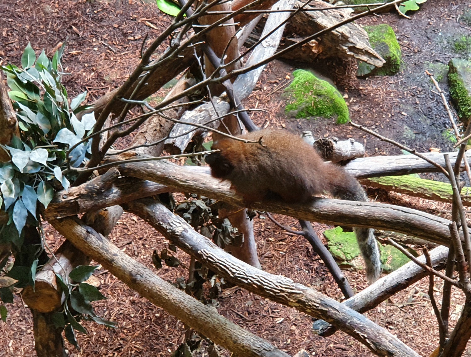 One of the inhabitants of the Rainforest exoerience enclosure at London Zoo