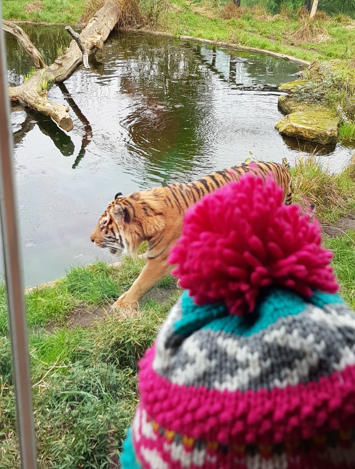 My daughter in woolly bobble hat watches a tiger prowling by its pool - my tips for visiting London Zoo with kids
