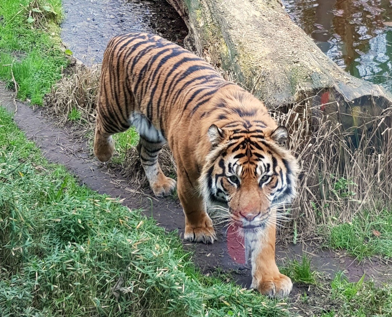 Tiger prowls through its enclosure at feeding time - my tips for visiting London Zoo with kids