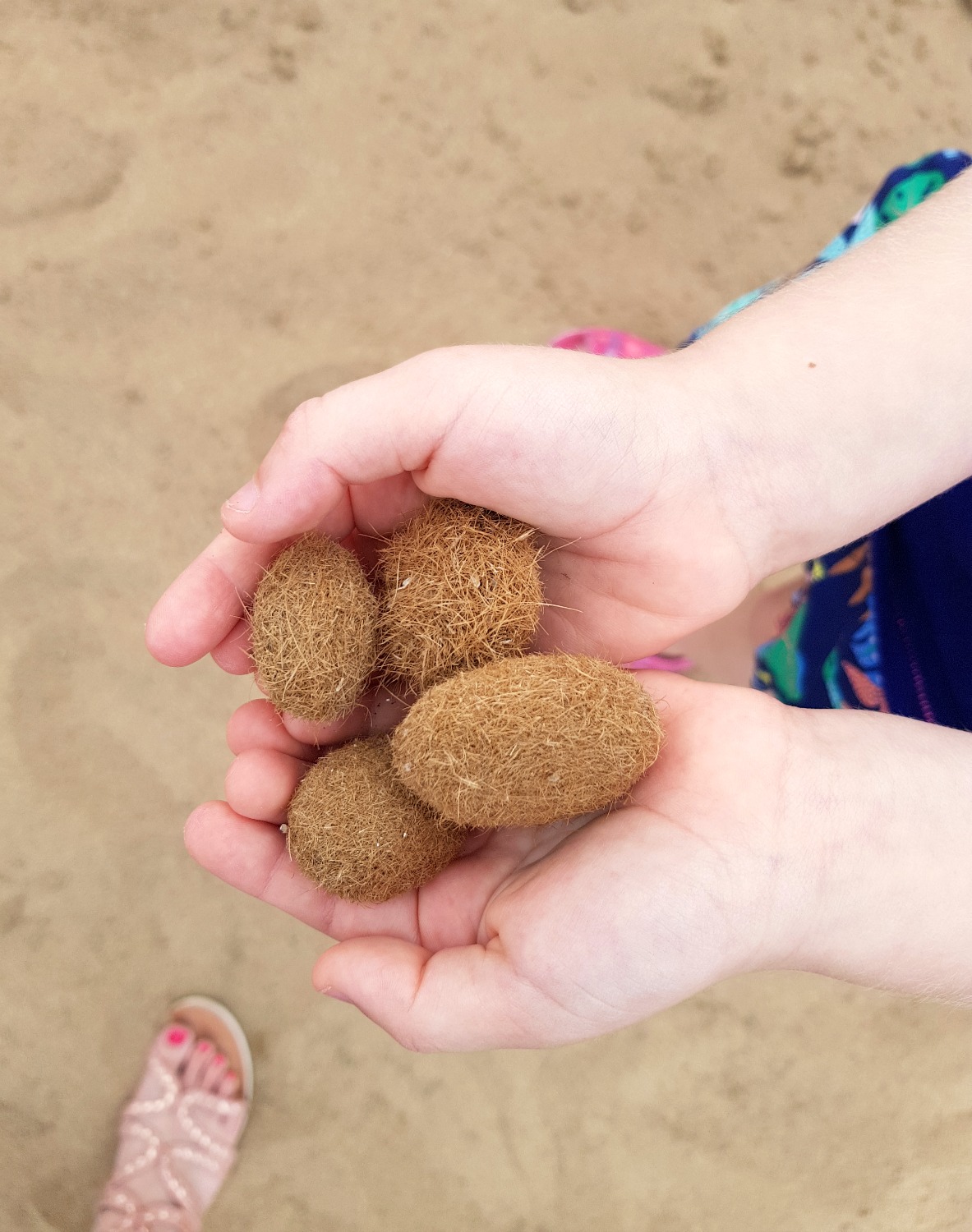Prickly seed pods found on the beach at Issos beach - one day in Corfu exploring some of the island in an Ikos Dassia mini