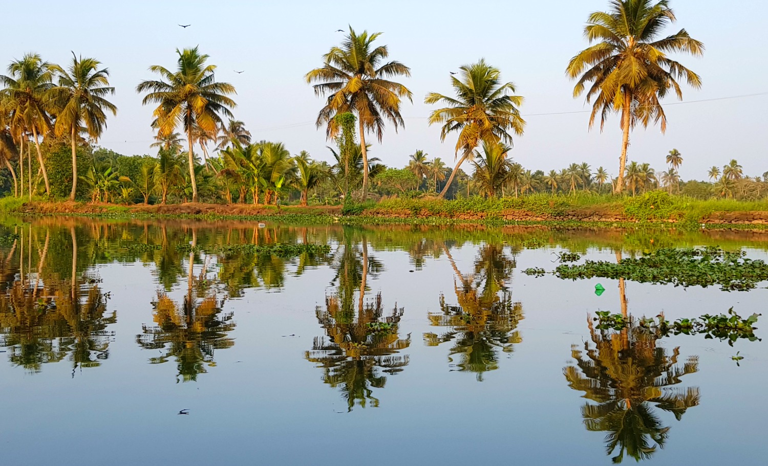 Palm trees reflected in the still backwaters in Kerala - my one week in Kerala itinerary, including Kerala with kids