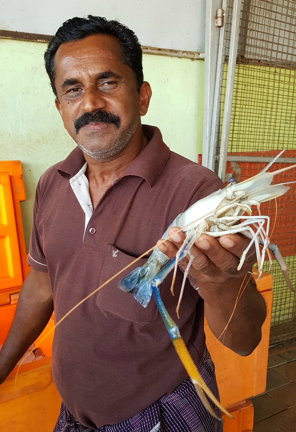 A man holds one of the huge freshwater prawns found in the Kerala backwaters - my one week in Kerala itinerary, including Kerala with kids