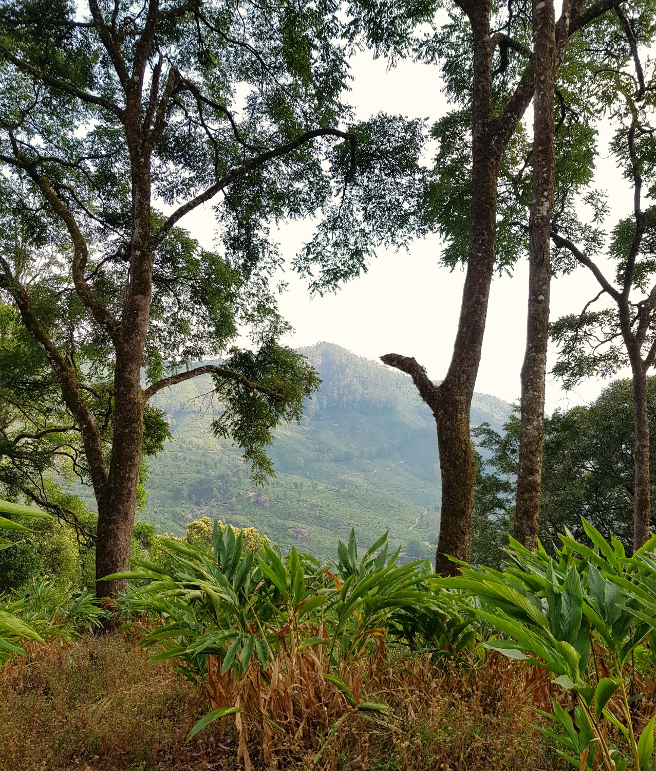 View from the hills of Munnar in Kerala - my one week in Kerala itinerary, including Kerala with kids