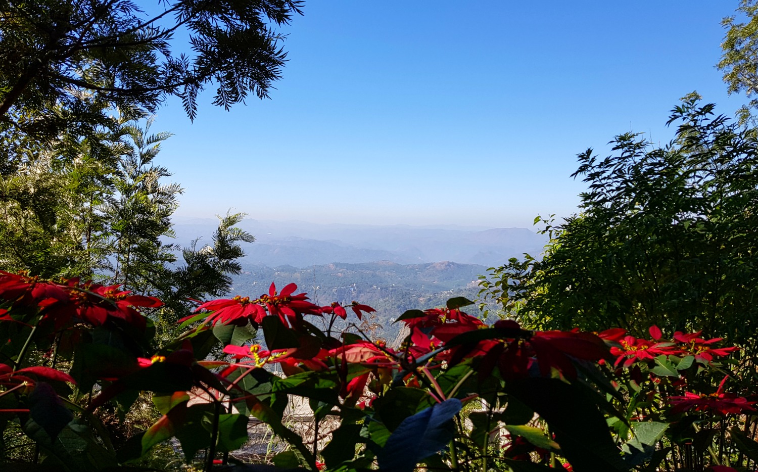 View across poinsettia to the hills of Munnar in Kerala - my one week in Kerala itinerary, including Kerala with kids