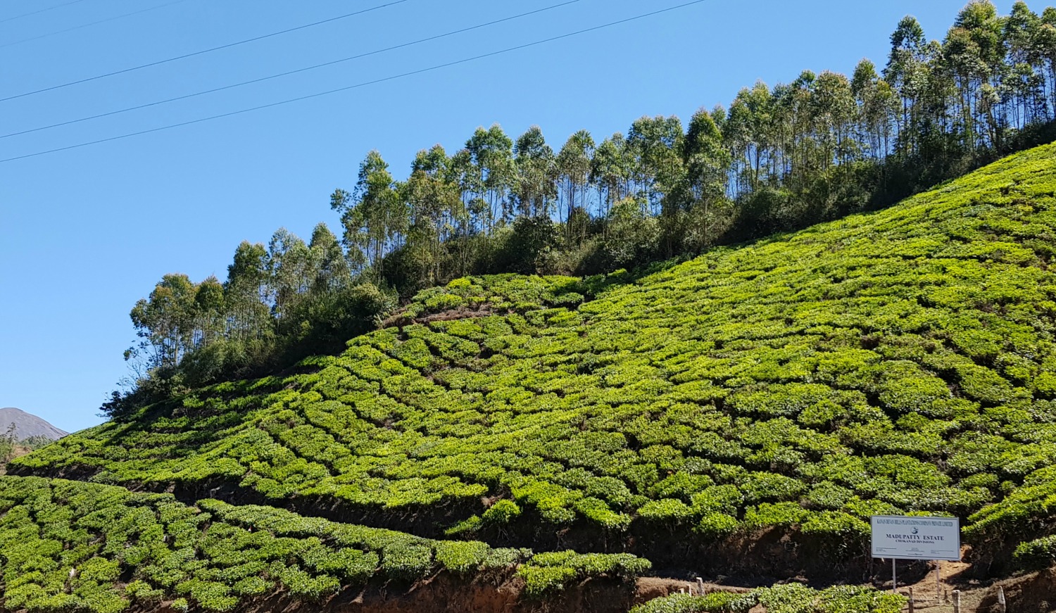 Slopes of tea bushes in Munnar in the hills of Kerala - my one week in Kerala itinerary, including Kerala with kids