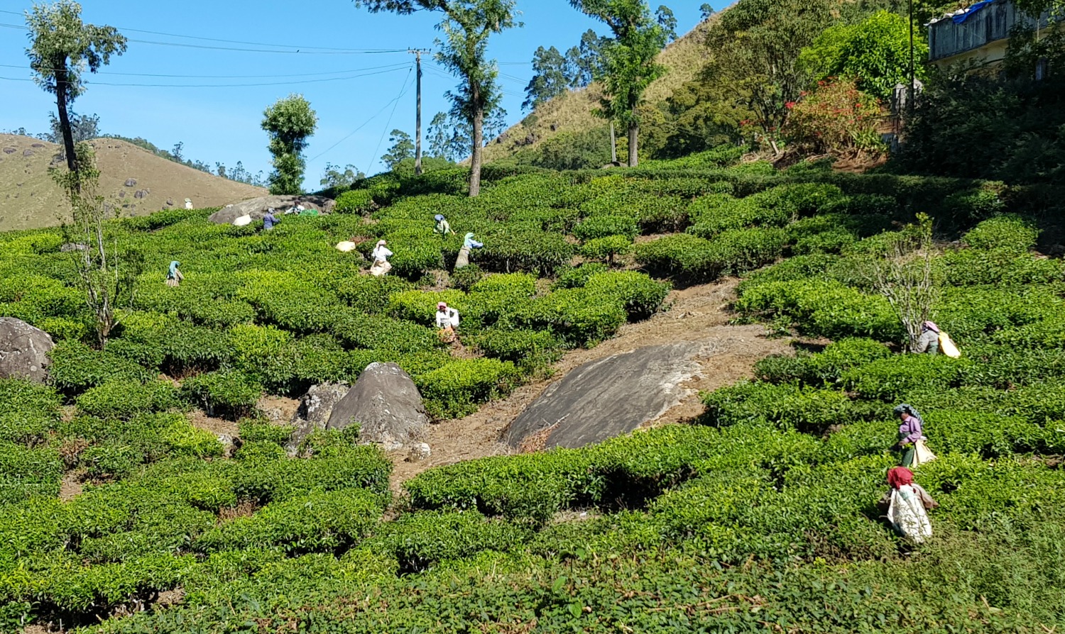 Women working in a tea plantation in Munnar in the hills of Kerala - my one week in Kerala itinerary, including Kerala with kids