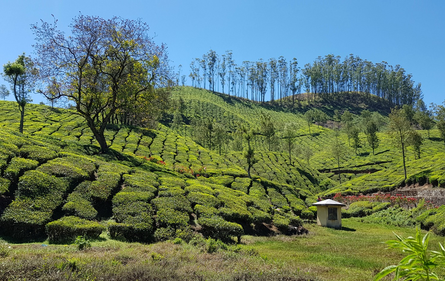 Slopes of tea bushes in Munnar in the hills of Kerala - my one week in Kerala itinerary, including Kerala with kids