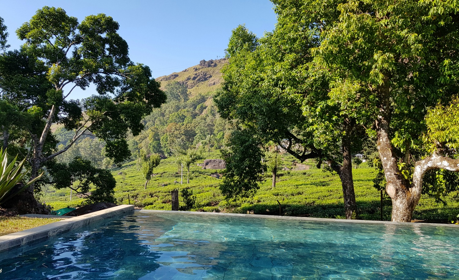 Pool overlooking the tea plantation of Windermere Estate in Munnar in the hills of Kerala - my one week in Kerala itinerary, including Kerala with kids