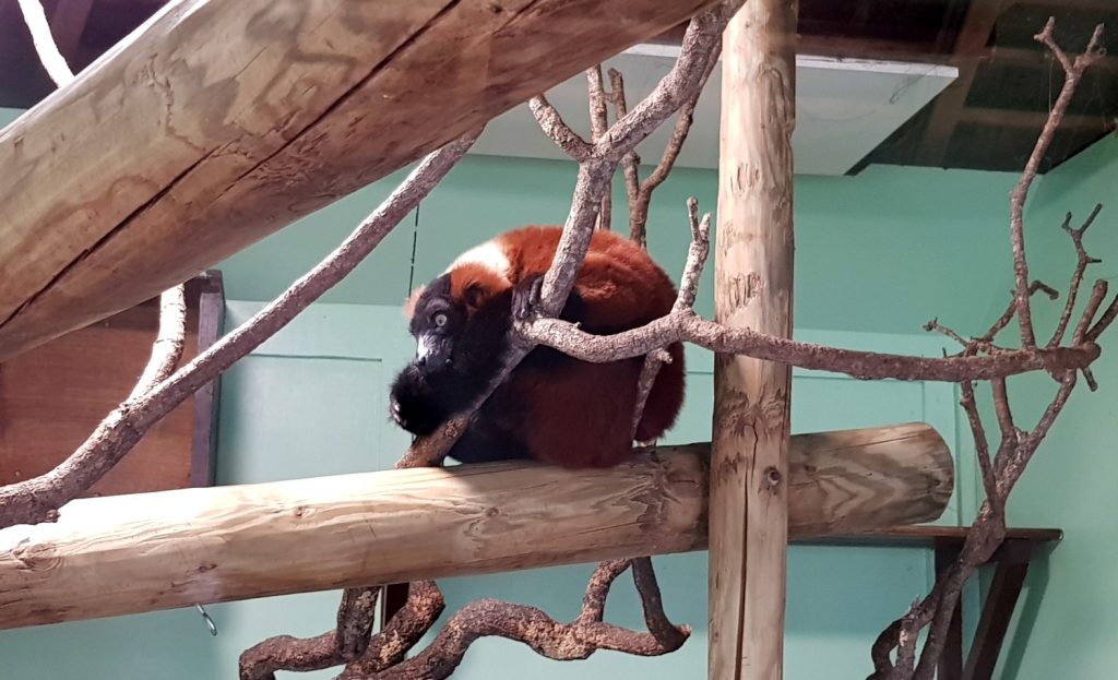 Red lemur curled up on a branch inside at Marwell Zoo