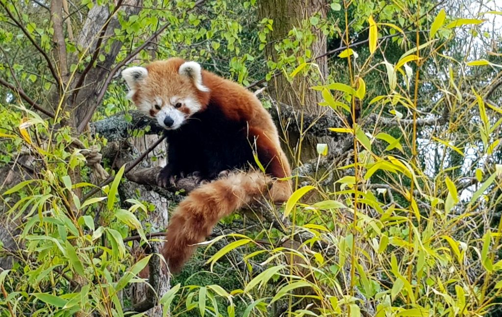 Red panda sitting in a tree at Marwell Zoo