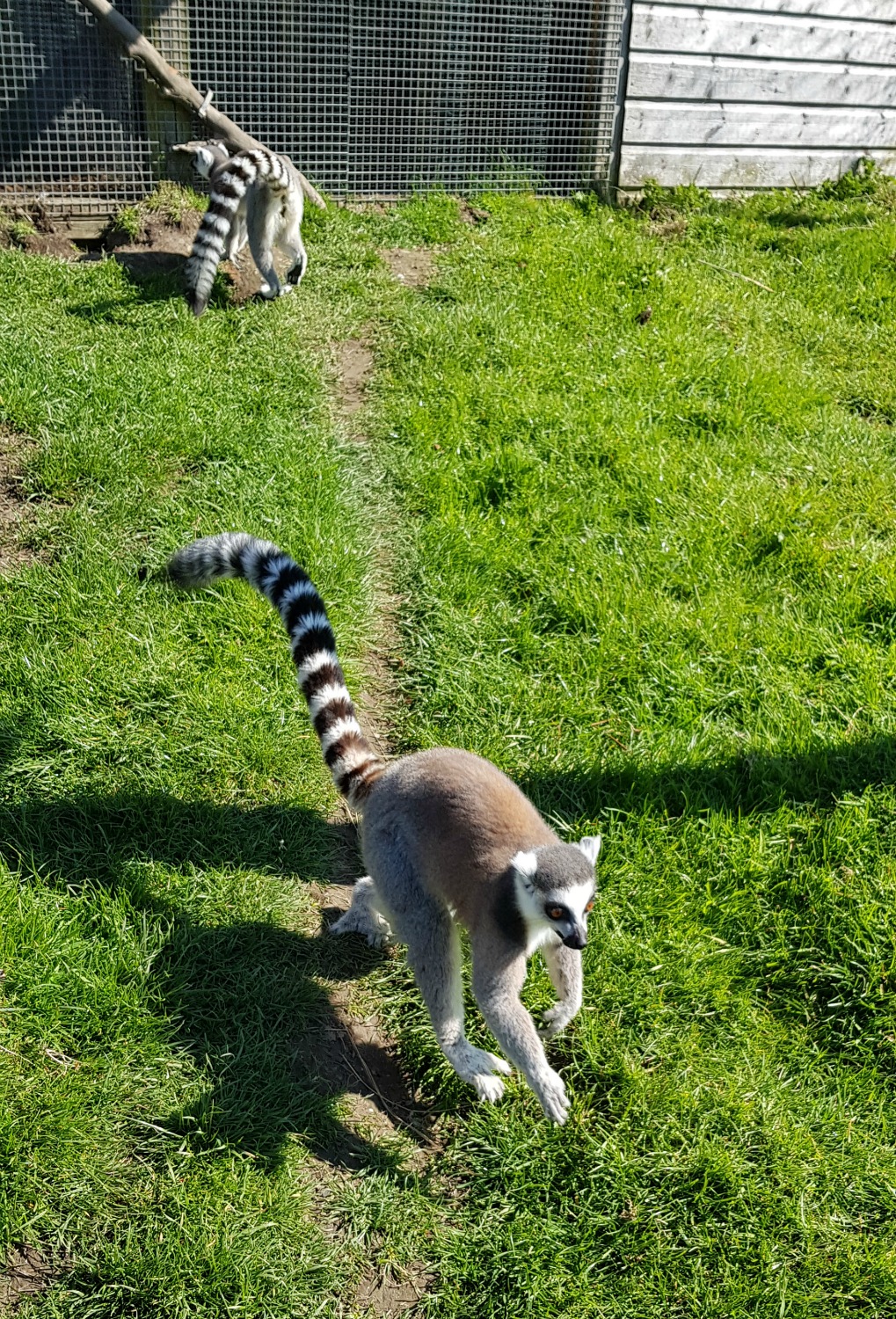 Ring tailed lemurs in their walkthrough enclosure in the African village at Longleat Safari Park