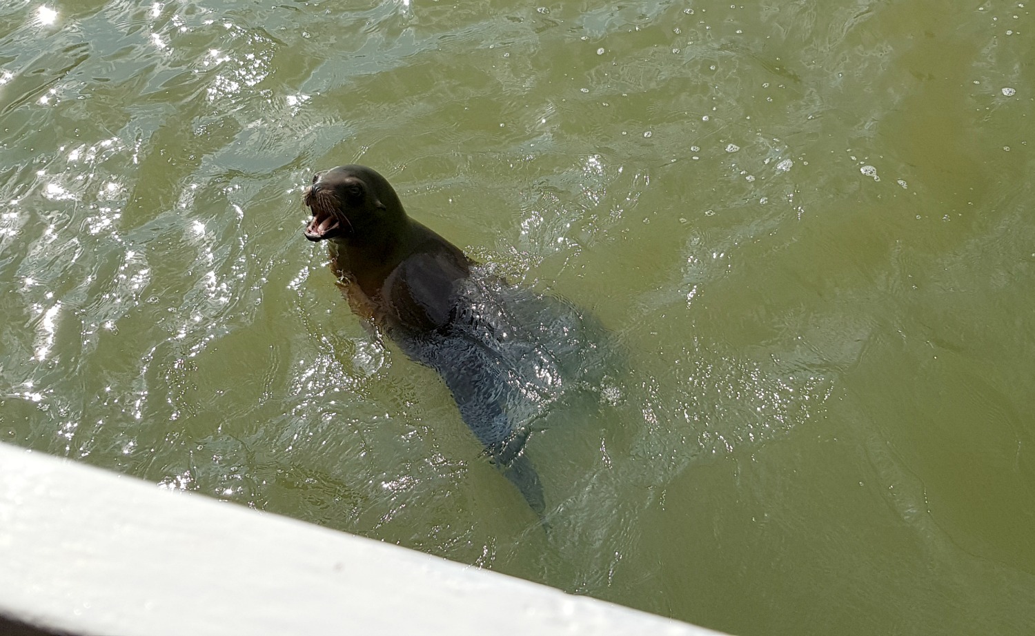 One of the sealions waiting to be fed during our Jungle cruise boat ride at Longleat Safari Park