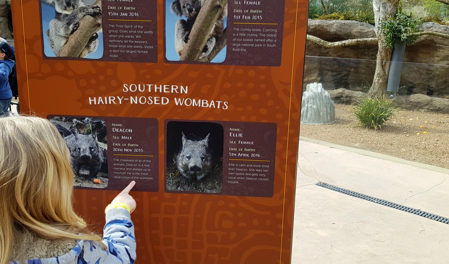 My daughter points to a picture of hairy nosed wombats on a sign at the new Koala Creek at Longleat Safari Park