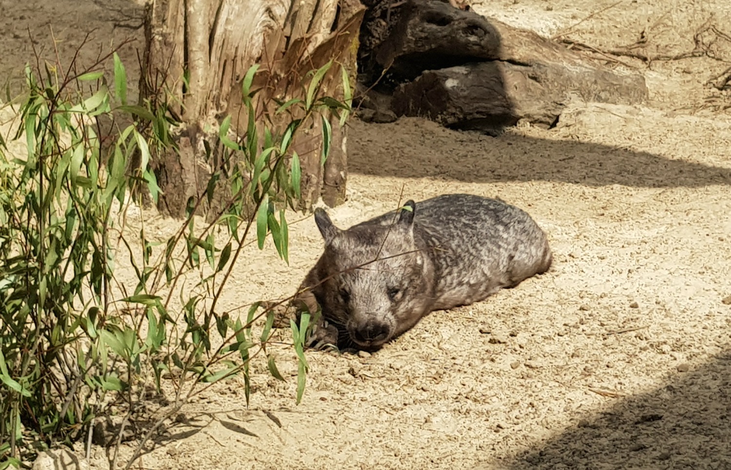 Hairy nosed wombat in the sunshine at Longleat's Koala Creek