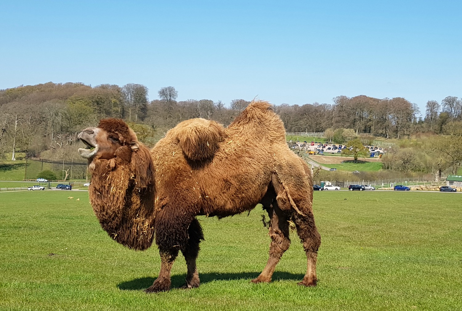 Fluffy camel in the safari drive-through at Longleat Safari Park
