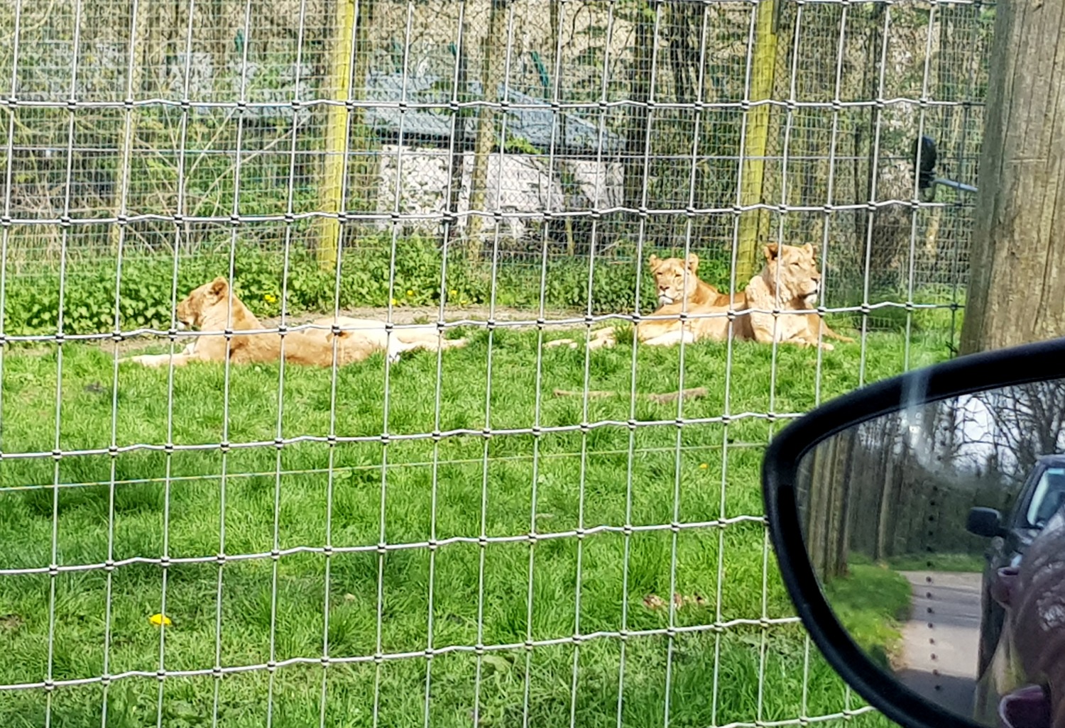 Relaxed lionesses in the grass in the safari drive-through at Longleat Safari Park