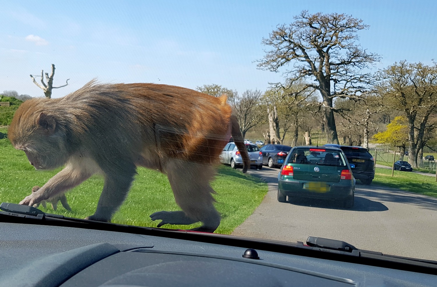 Monkey strolls across the bonnet of my car at Longleat safari park