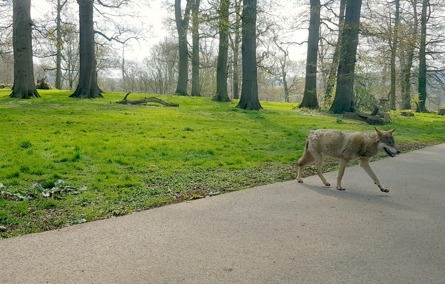 A wolf walks across the road in the safari drive-through at Longleat Safari Park