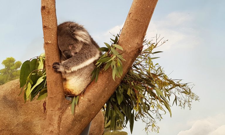 A Southern koala snoozes in a tree in the new Koala Creek at Longleat Safari Park, the only place to see these koalas in the UK - my review after visiting Longleat with kids