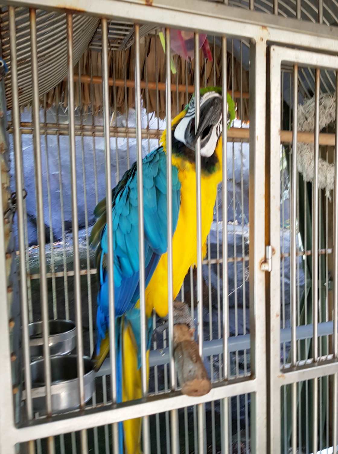 Blue and yellow parrot in a cage, one of the exotic birds kept in the bird garden at the Hilton Aruba resort on Palm Beach