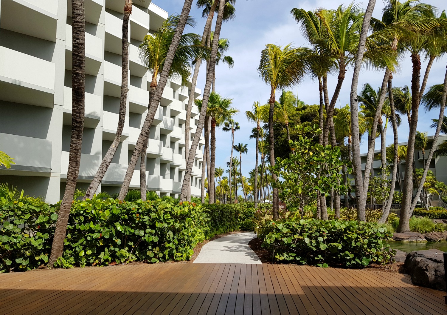 A view through the paths at the Hilton Aruba under the palm trees
