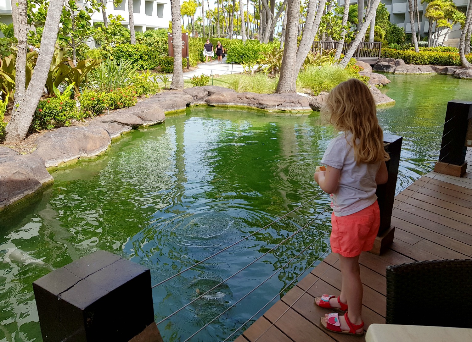 My daughter feeding the koi carp in the pond by Laguna restaurant at Hilton Aruba resort on Palm Beach