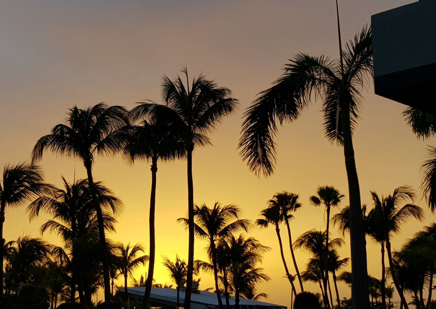 The sun setting behind silhouetted palm trees as seen from Sunset Grille restaurant at the Hilton Aruba
