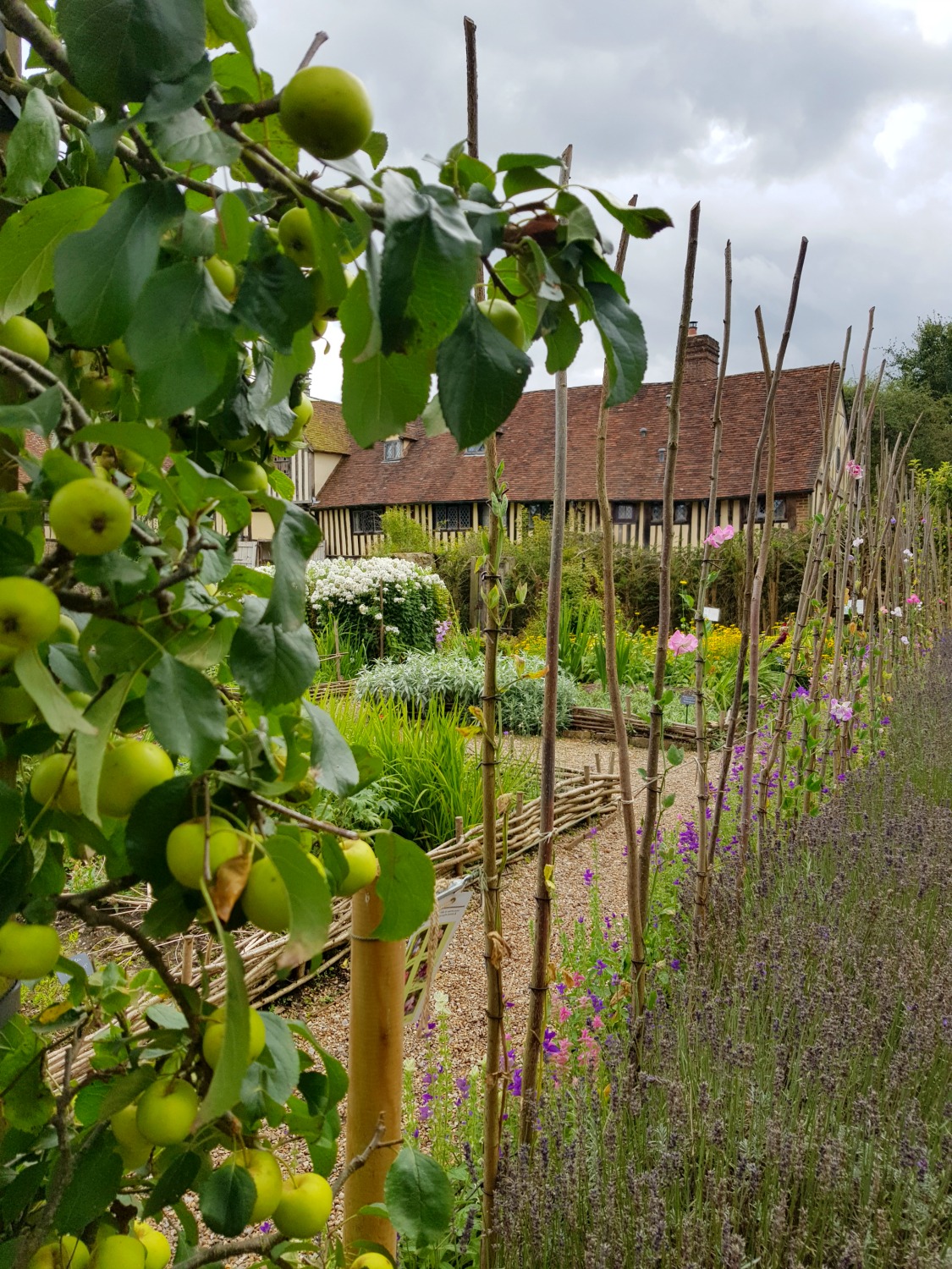 Looking to the historic buildings at Ightham Mote through an apple tree and canes in the cuttings garden