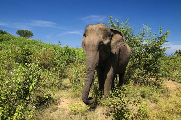 Female Asian elephant in Udawalawe national park, Sri Lanka - one of my top picks for winter sun with kids