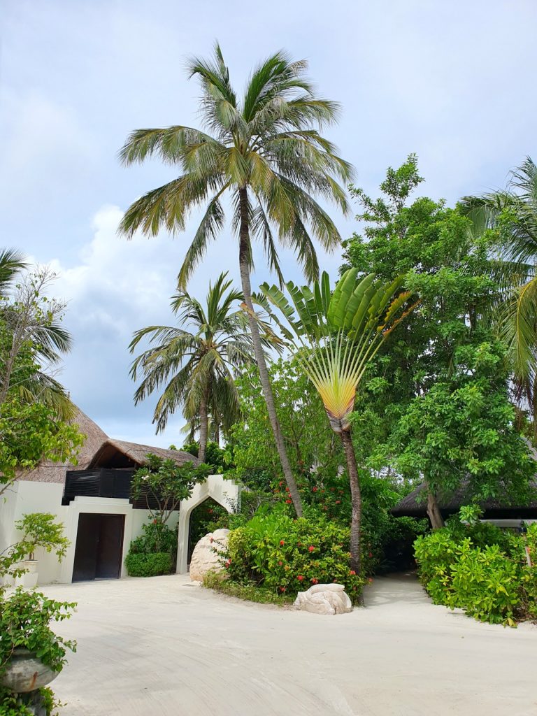 Palm trees and lush gardens close to the Reef Club restaurant, just off the beach at Four Seasons Kuda Huraa