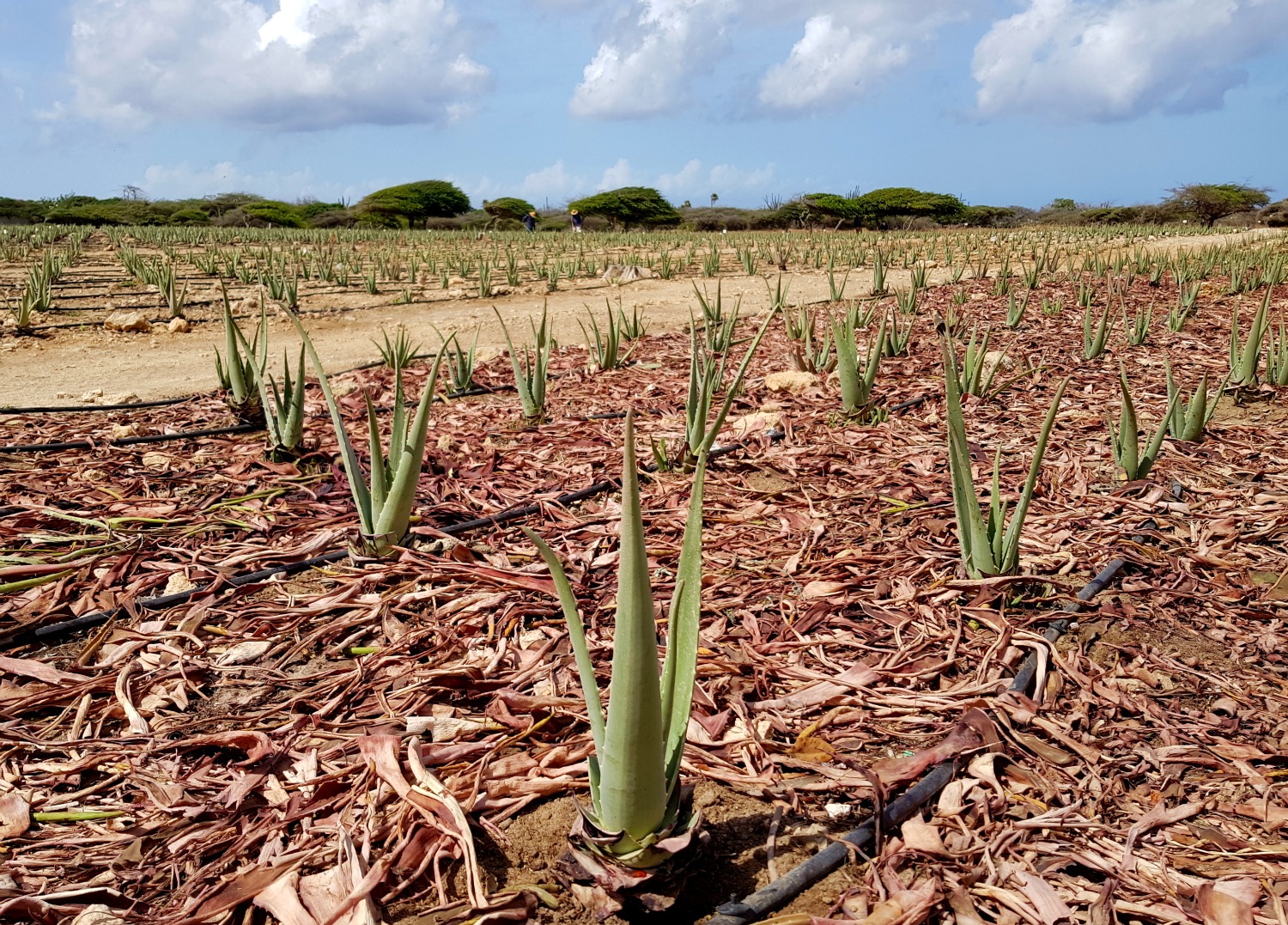 A field of aloe plants at the Aruba aloe factory where you can learn more about its importance to the island and see products being made