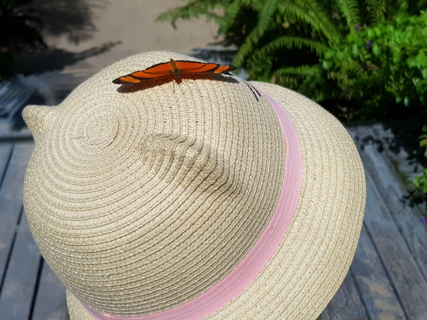 A brightly coloured butterfly settles on my daughter's hat during out visit to the Butterfly Farm on Aruba