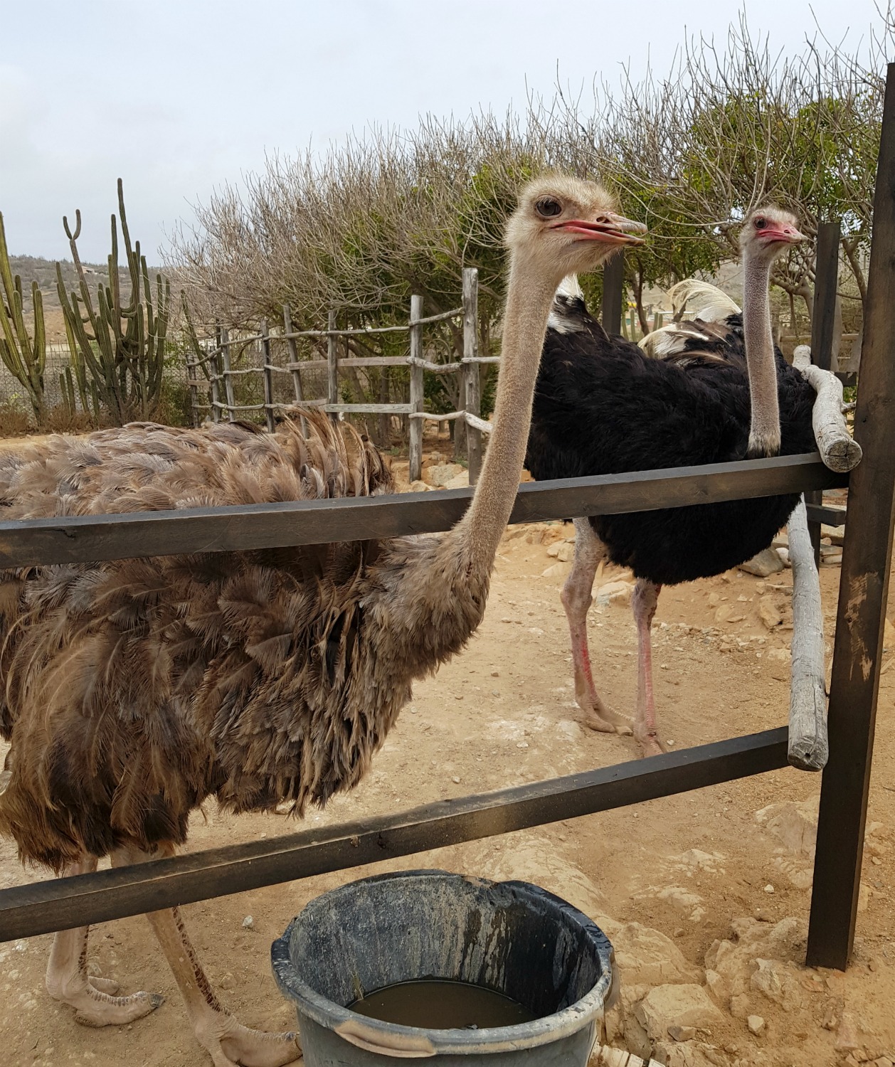 Two ostriches at the Aruba ostrich farm - we visited and fed them as part of a tour of the island 