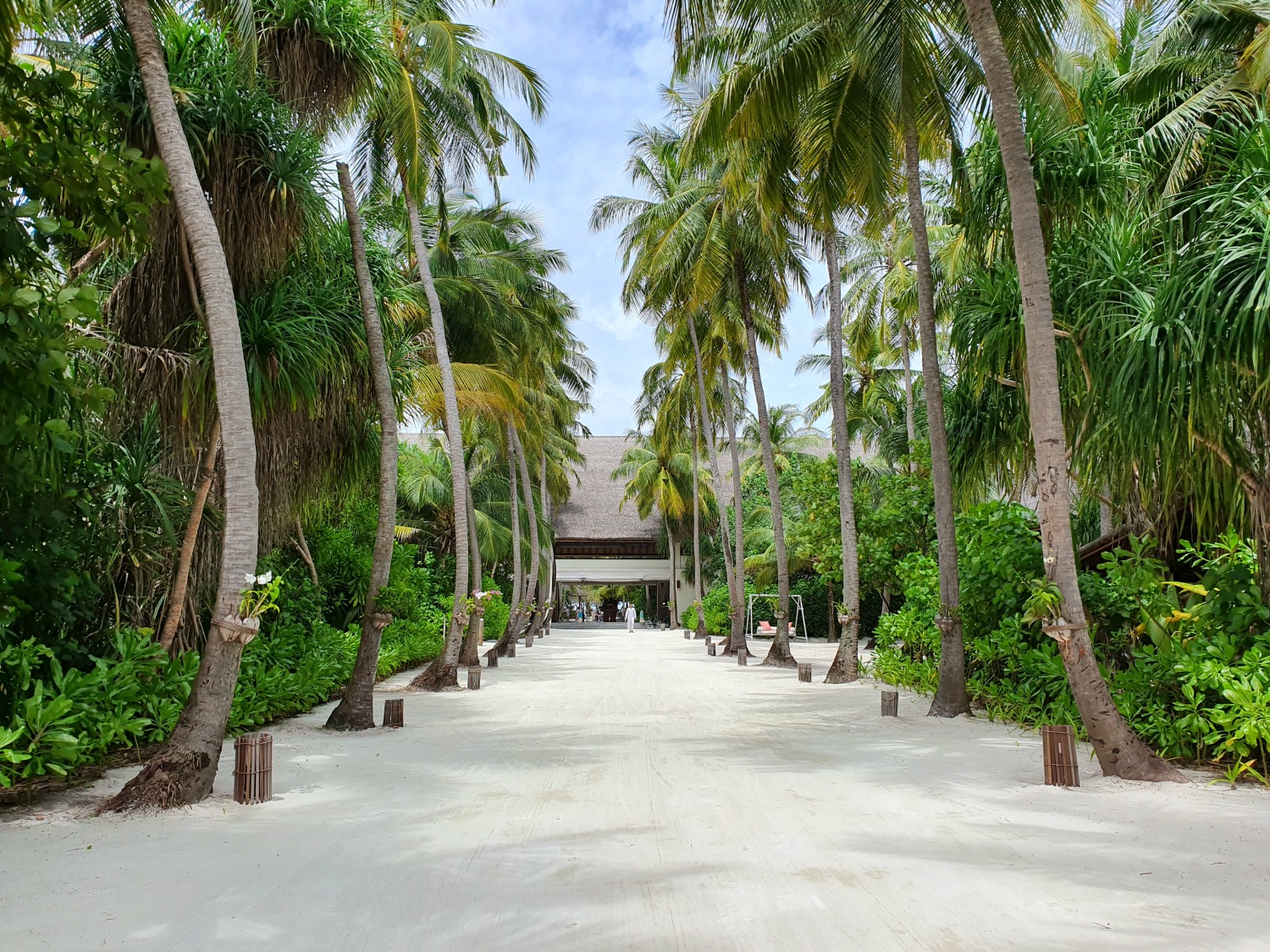 View along the sandy path through the rows of palm trees to the lobby at Landaa Giraavaru resort in the Maldives