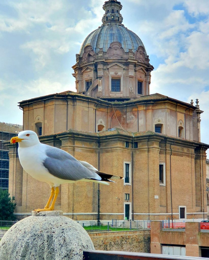 Seagull in front of the one of the buildings by the ruins of the Roman Forum spotted on our Tapsy Tour of Rome