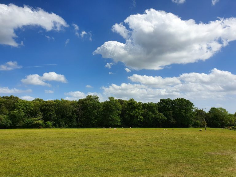 View of a field of sheep under a blue sky along the Greys Court walk in the Chilterns, one of the walks near Henley that we found